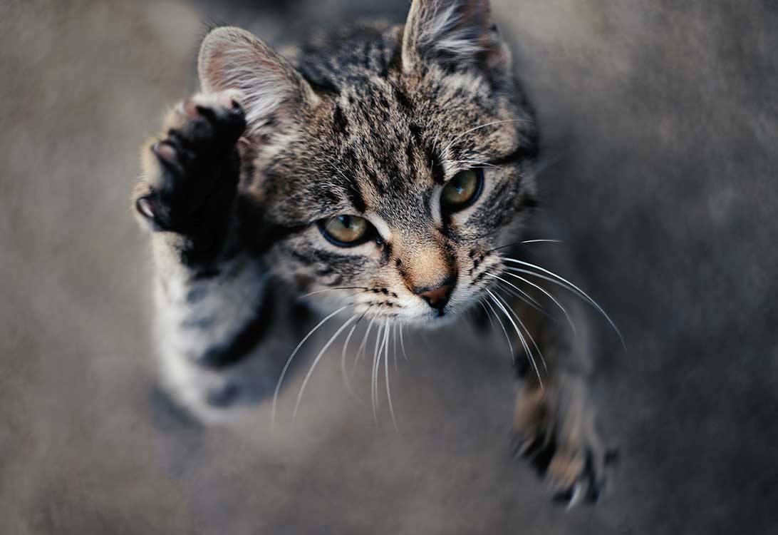 claw