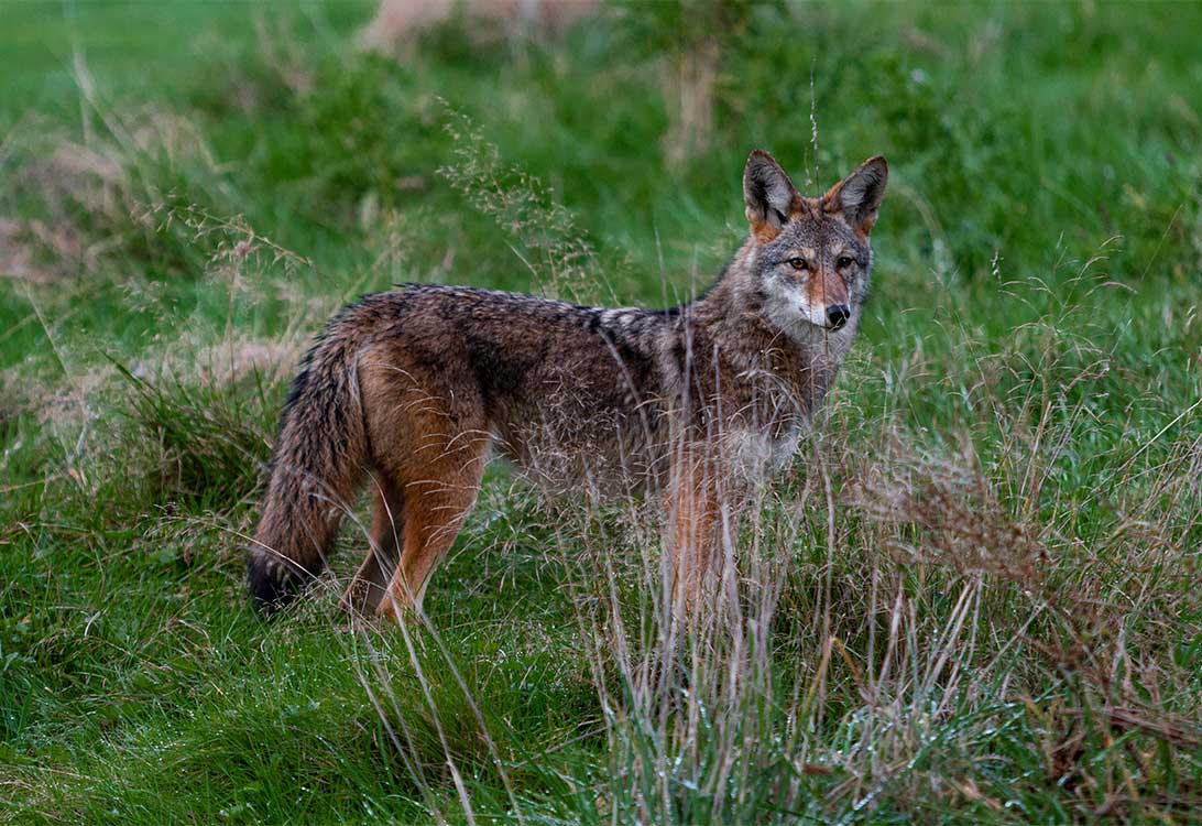 coyote