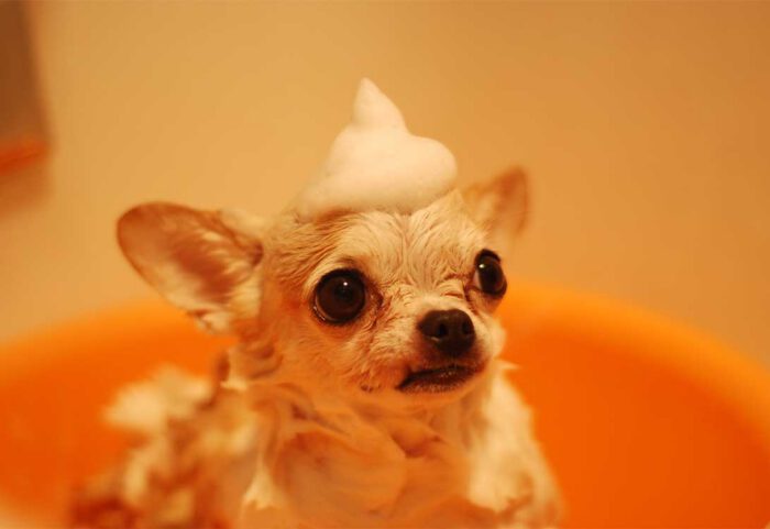 dandruff