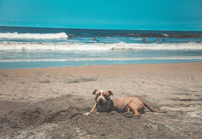 dog-beach
