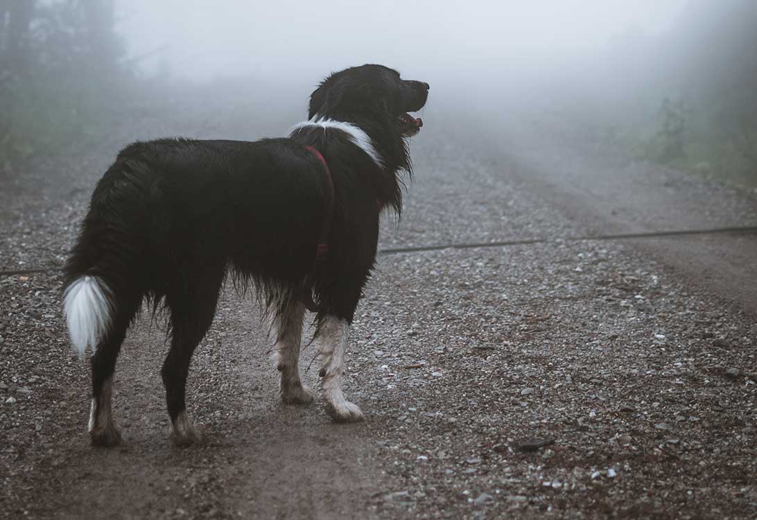 dog-rain