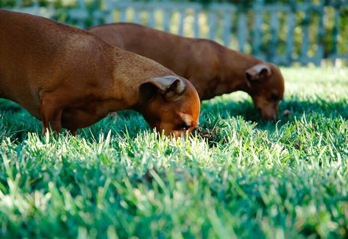 dog-swallowed