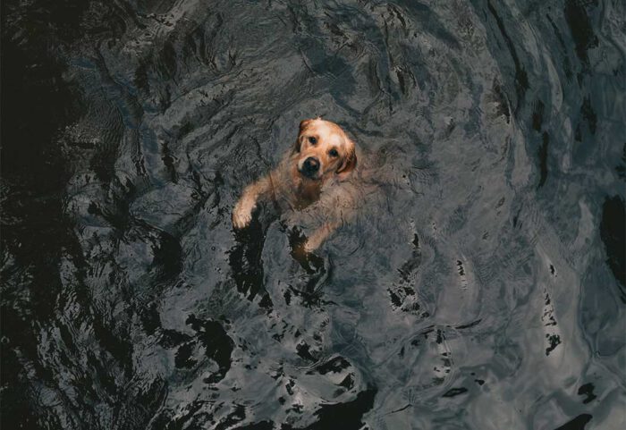 dog-swim