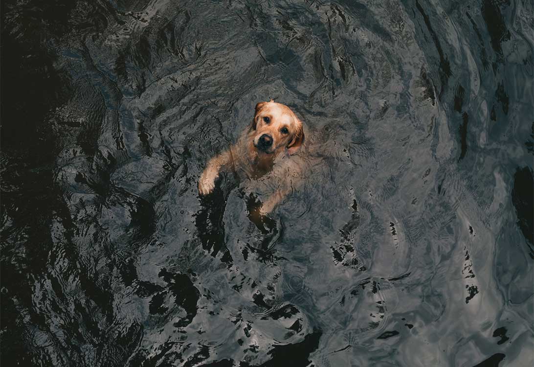 dog-swim