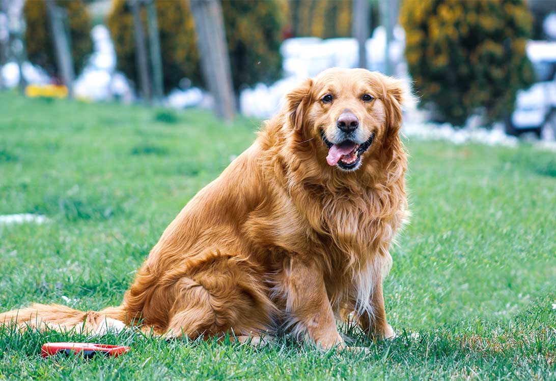 fat-dog