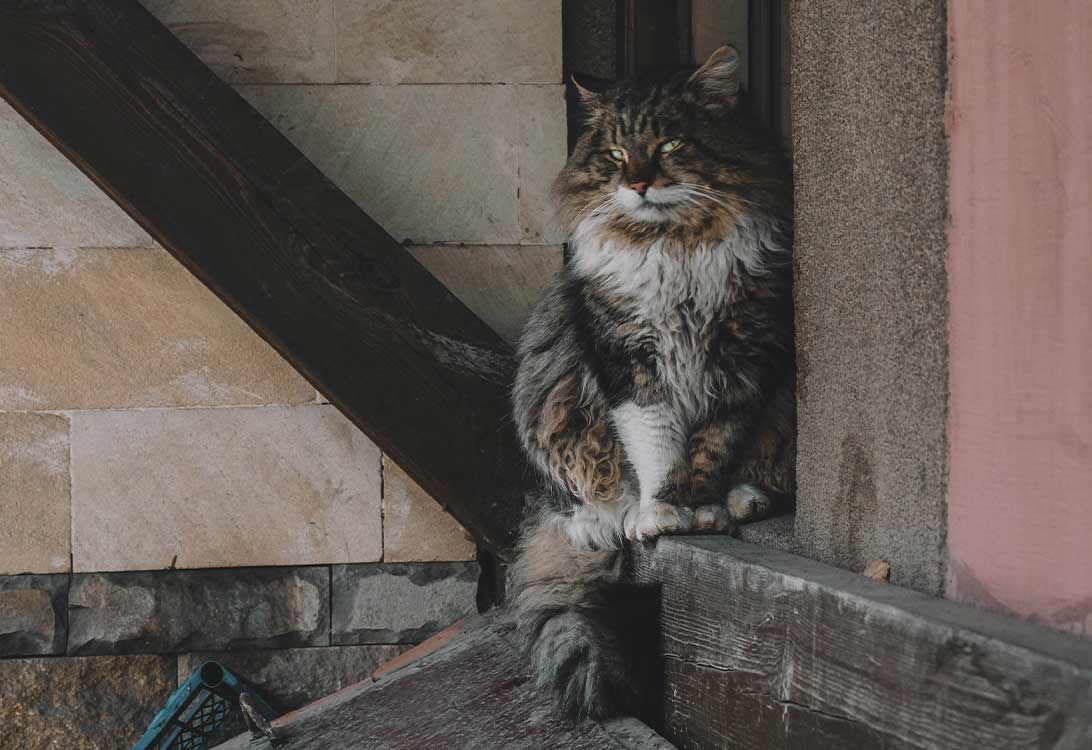 fat