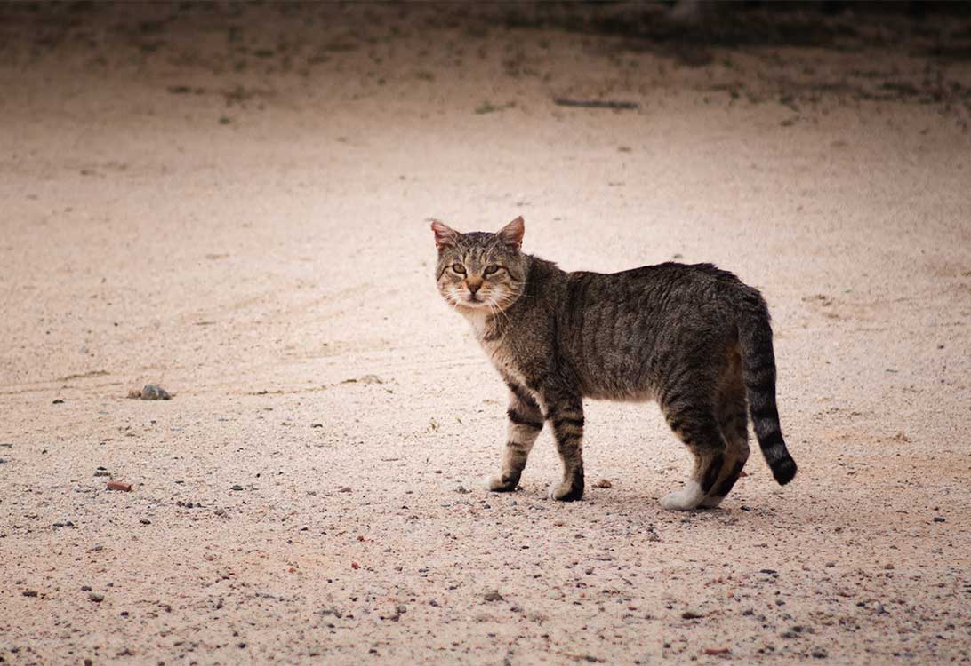 feral