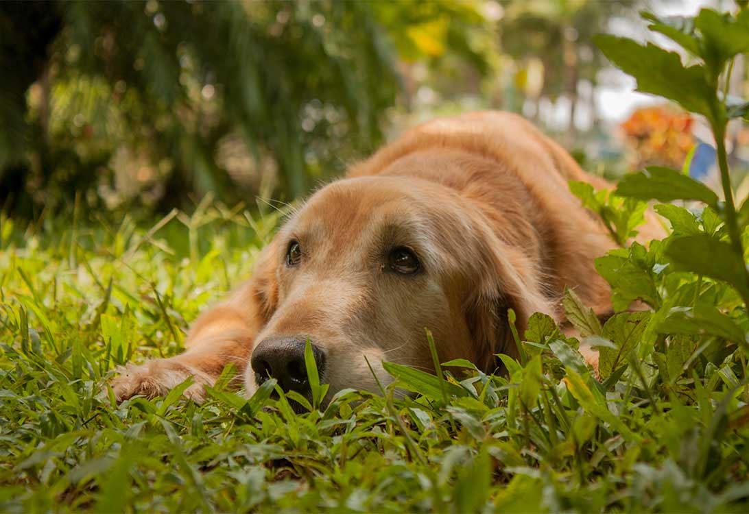 hiding