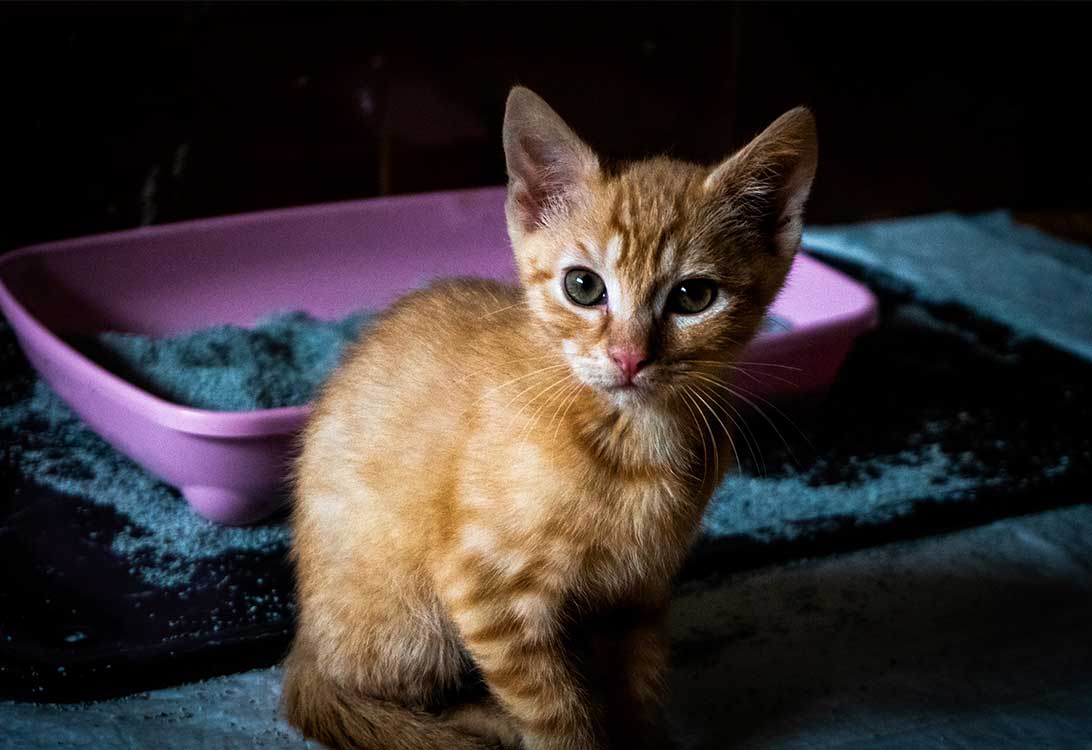 kitty-litter