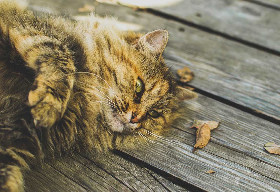 lazy