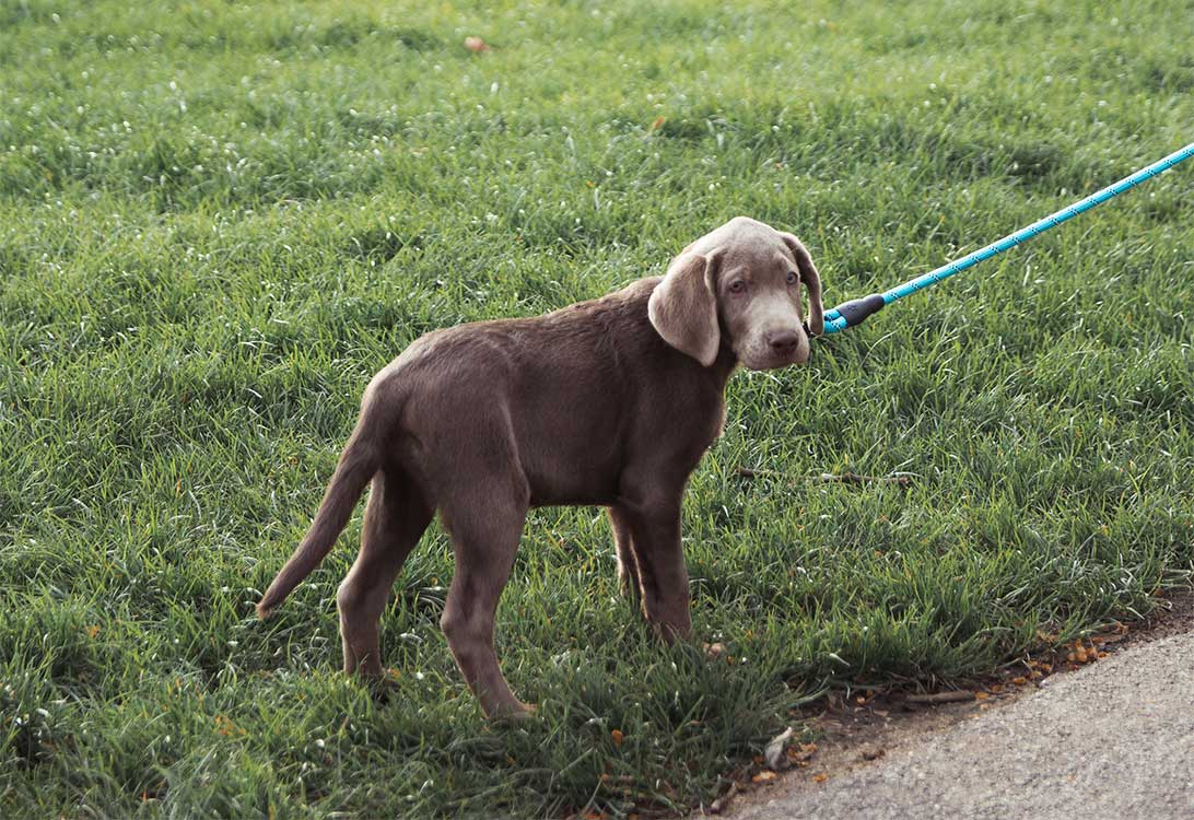 leash