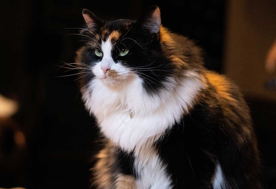 obese