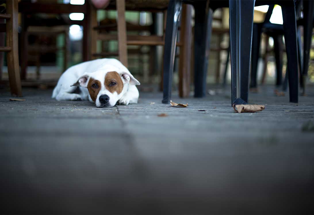 parvo