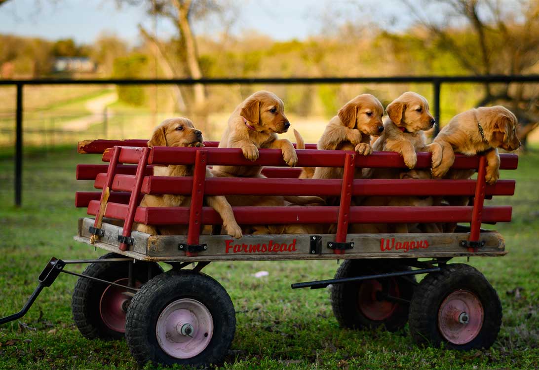 piuppoes