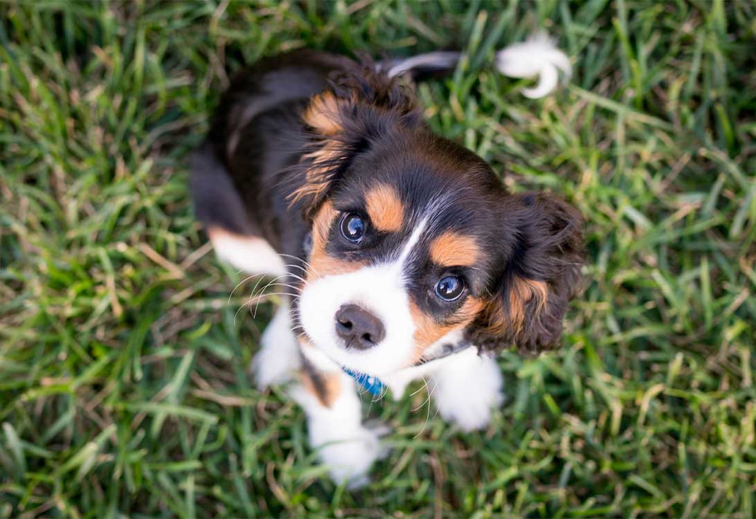 puppy-food