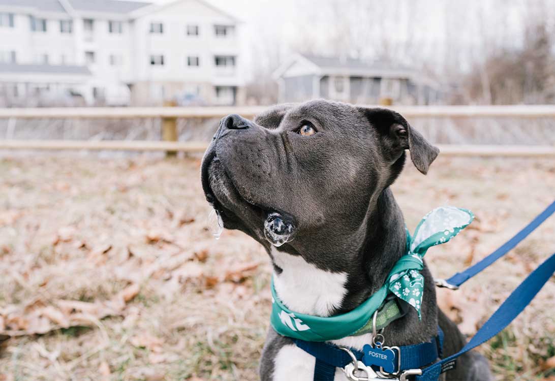 rescue-dog