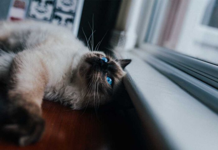 sick-cat