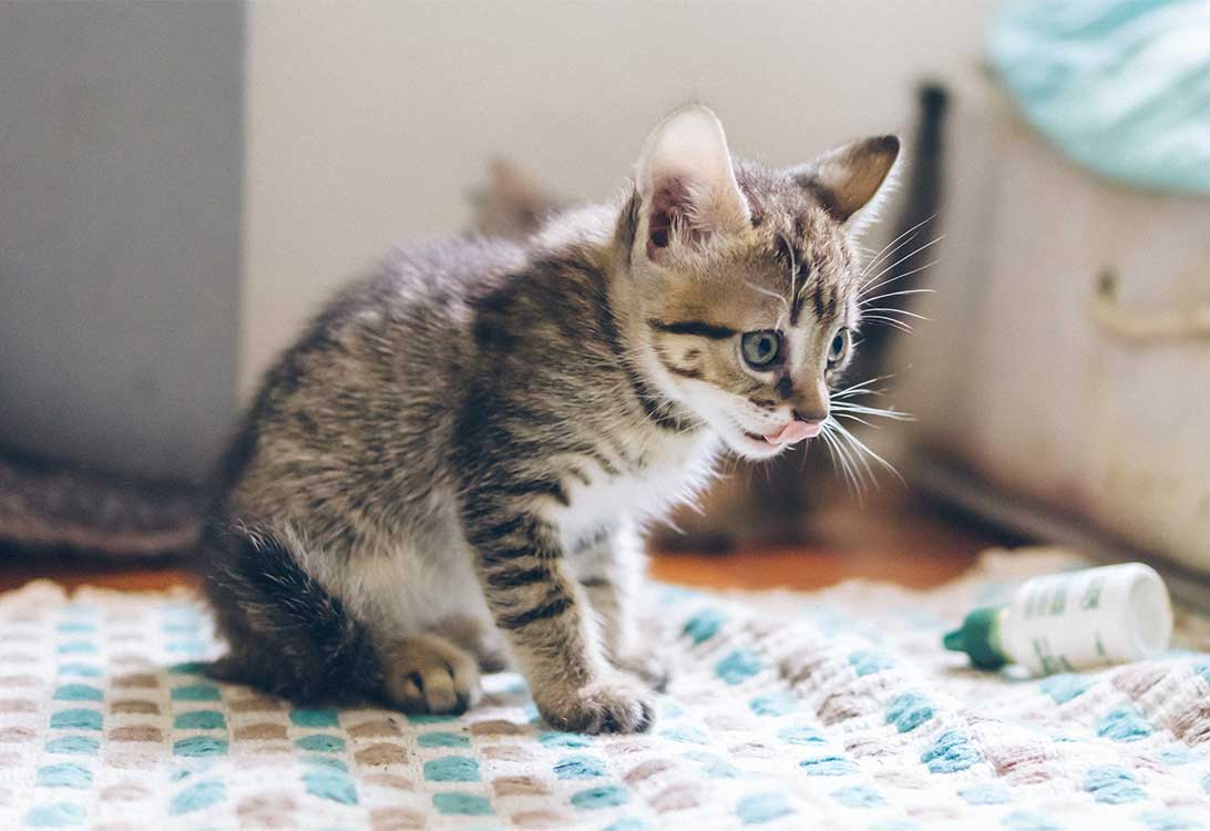 sick-cat