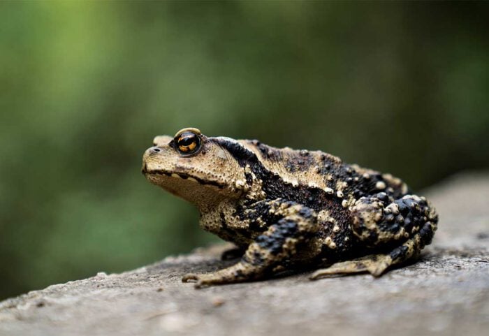 toad