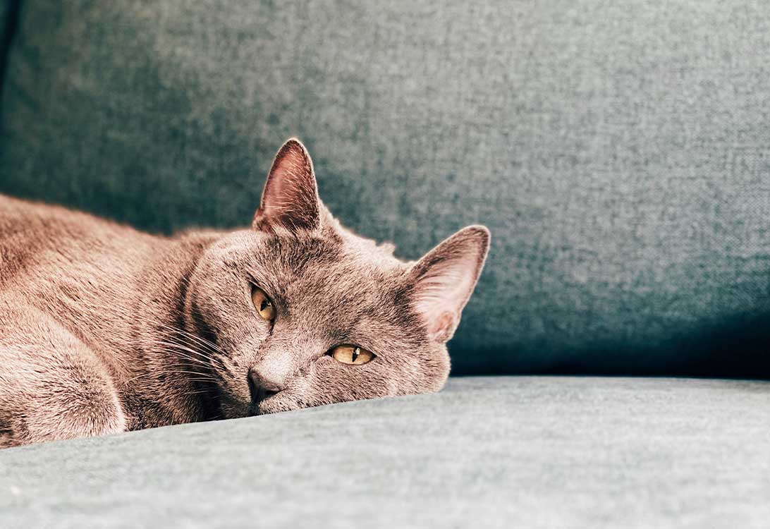 cat-fracture
