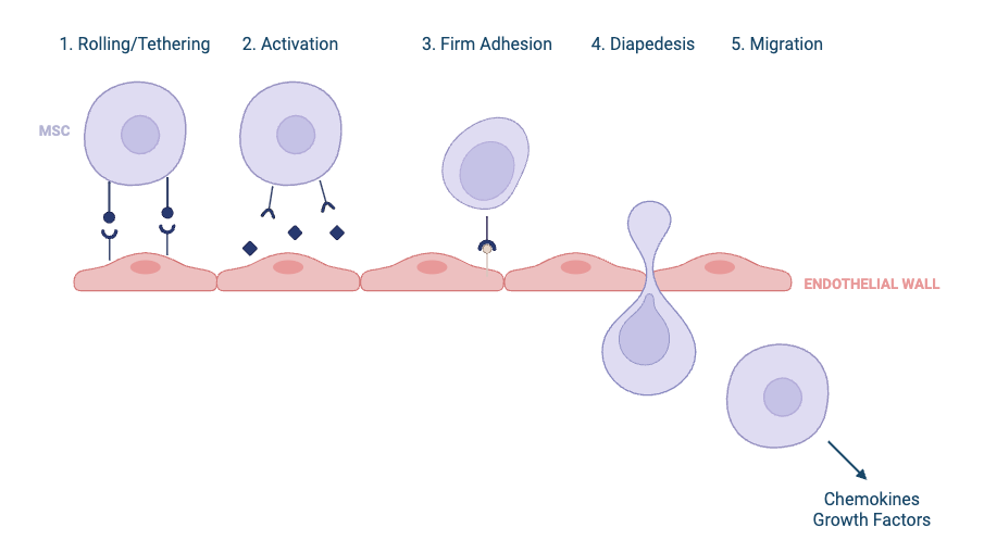 Translocation