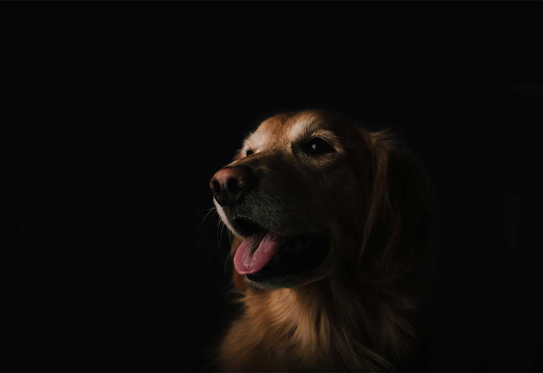 dog-mouth