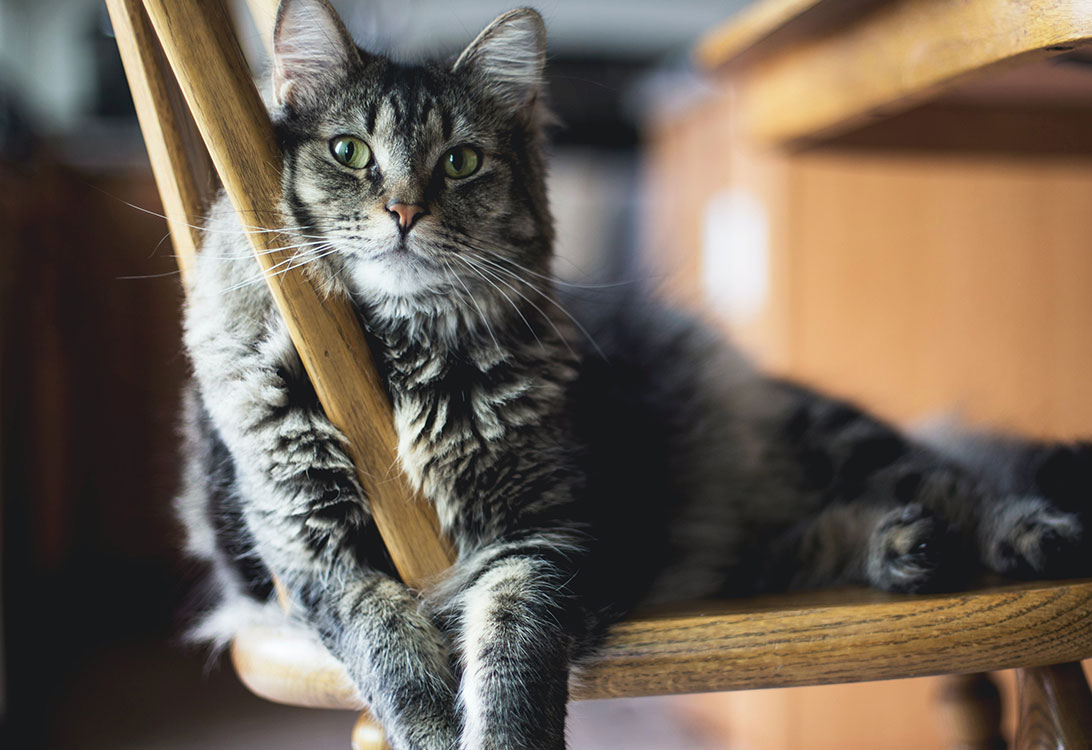 VetCat