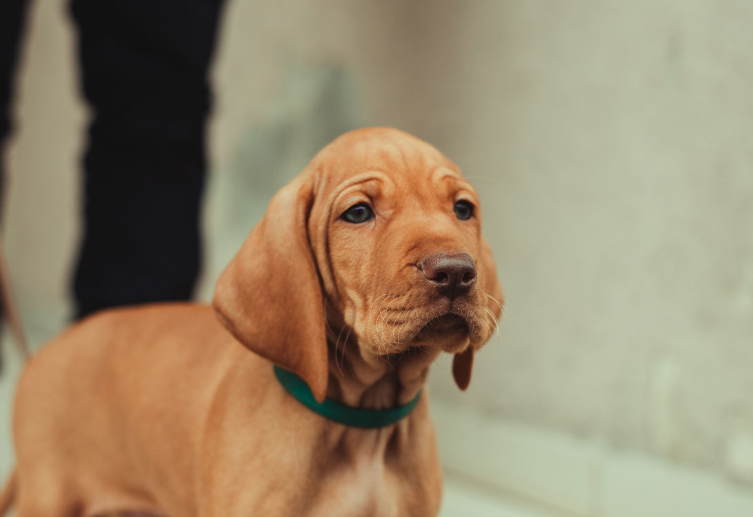 Vizsla