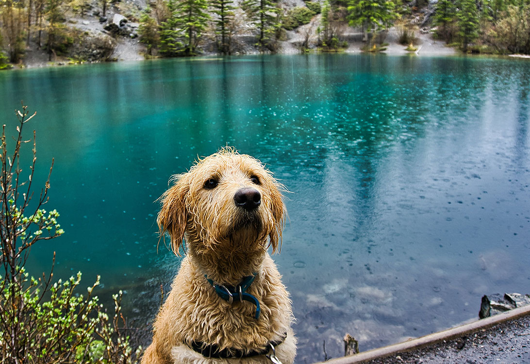 Wet-Dog