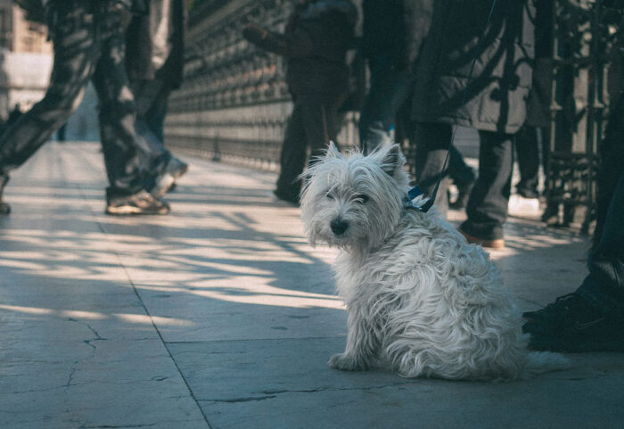 White-Terrier