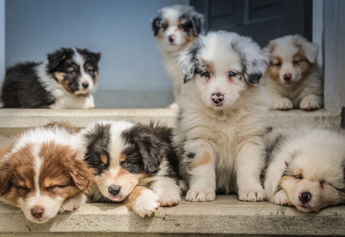 aussie-pups