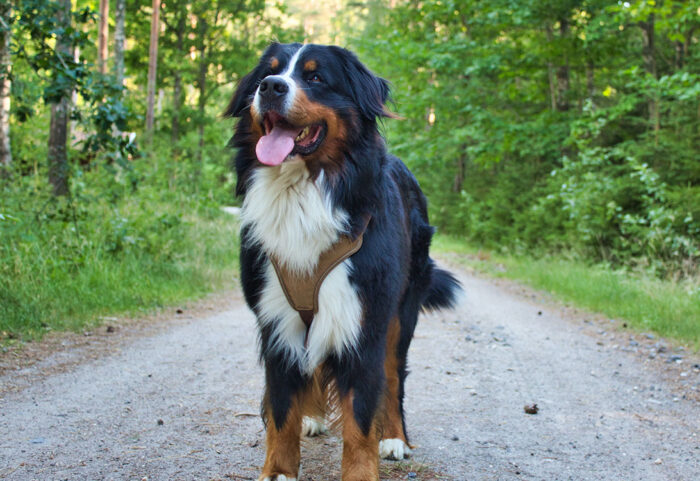 bernese
