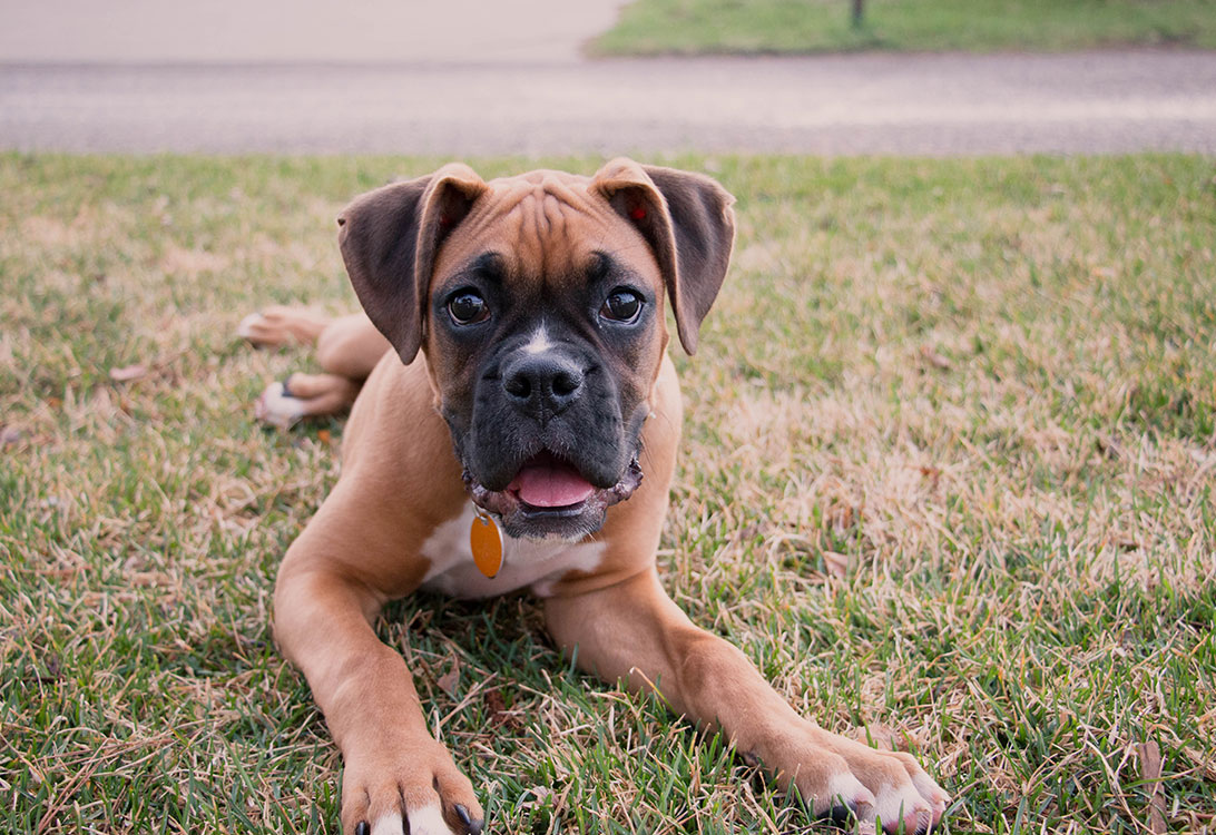 boxer