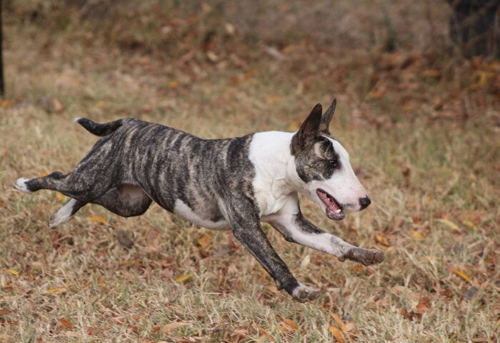 bull terrier running