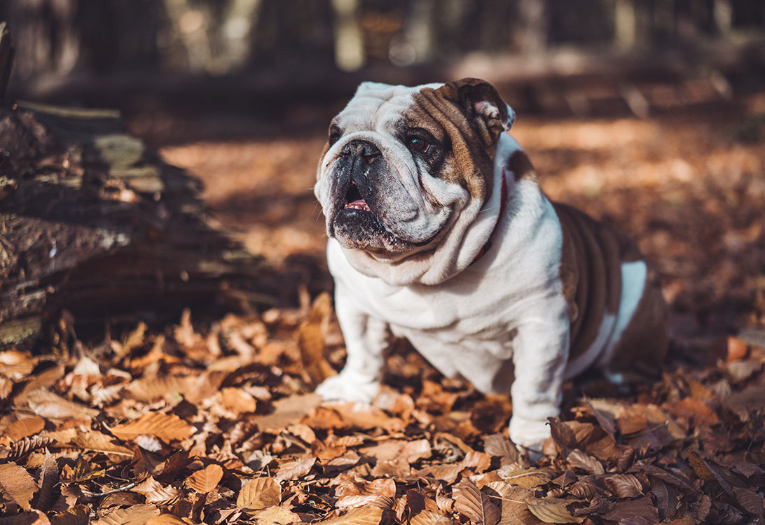 bulldog