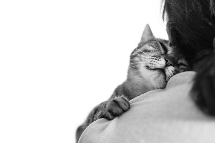Drowsy sleeping cute cat on a shoulder