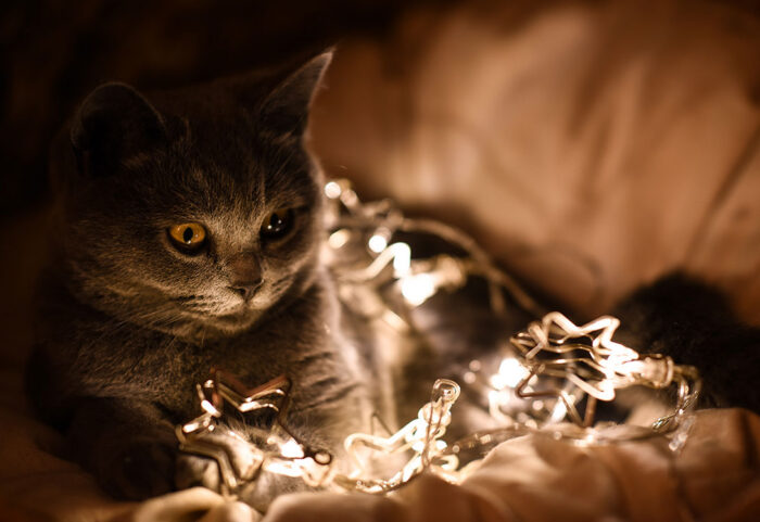 cat-lights
