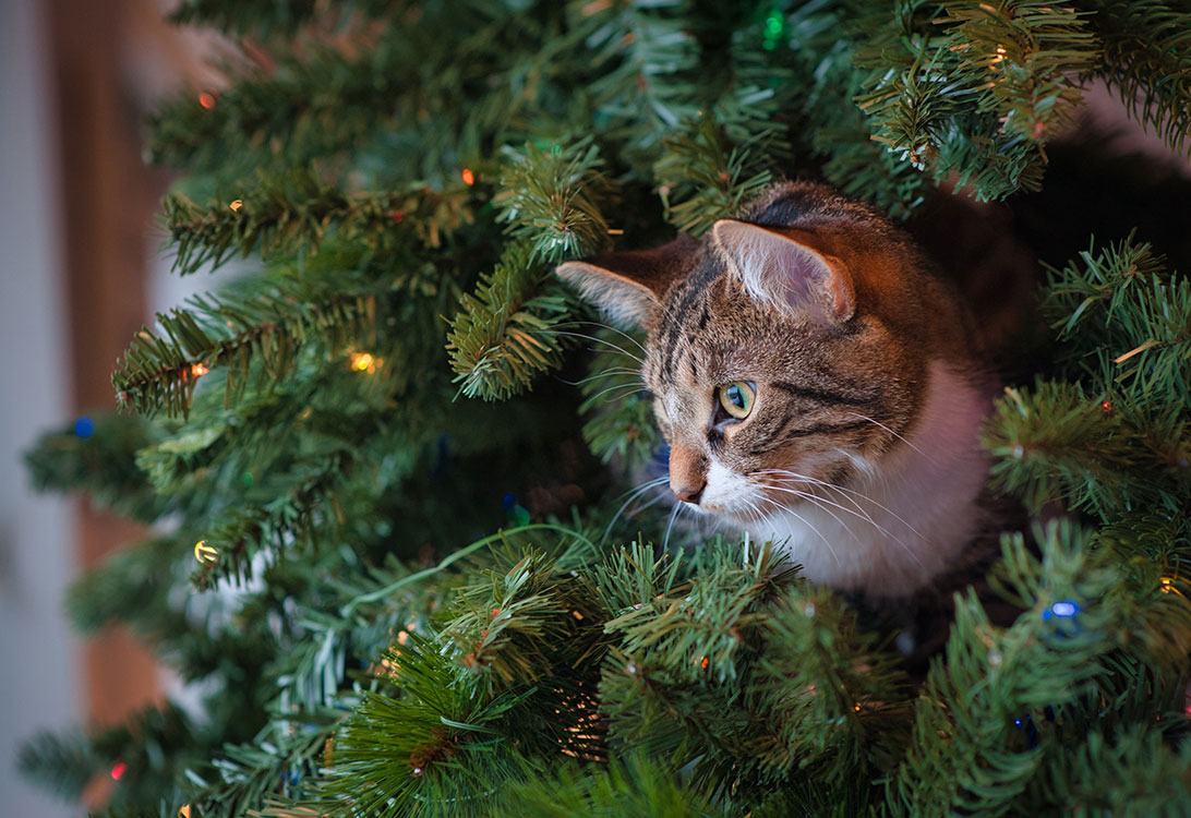 cat-xmas-tree