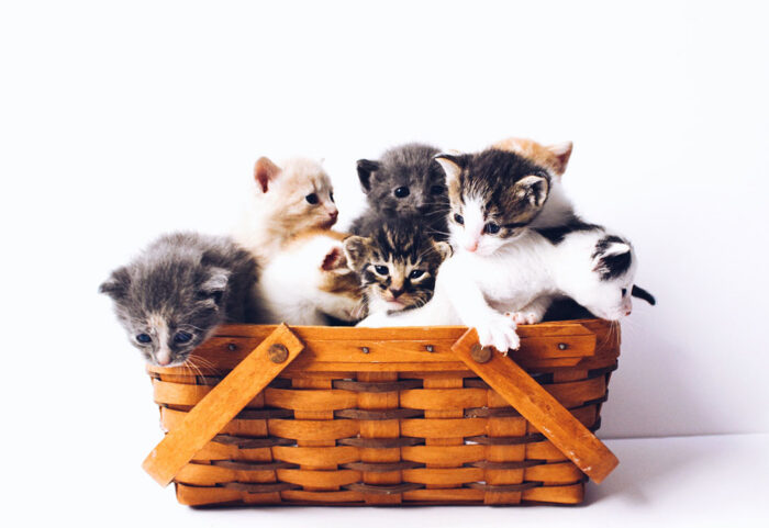 cats-basket