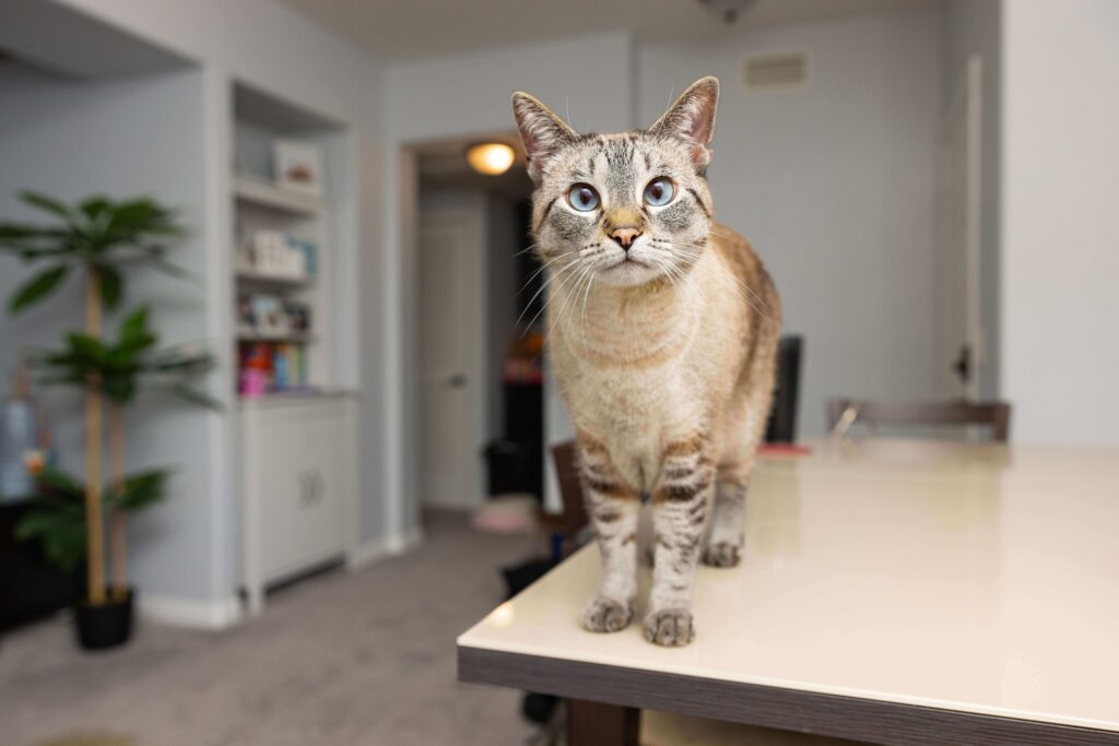 cat standing on the table