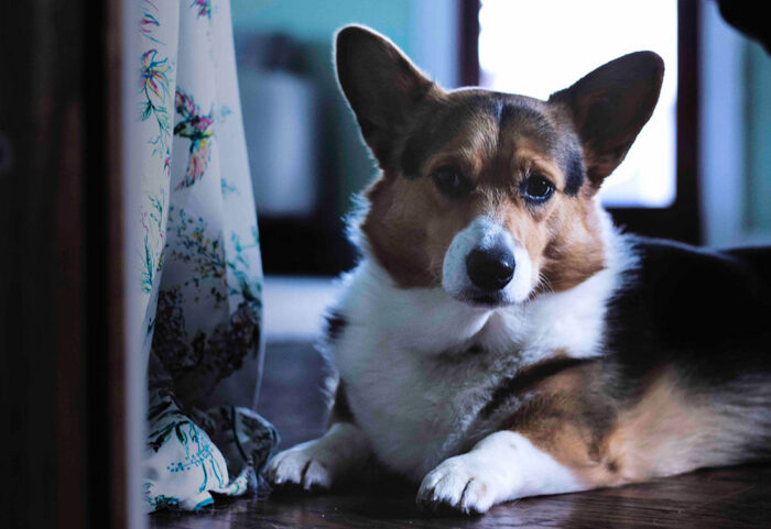 corgi