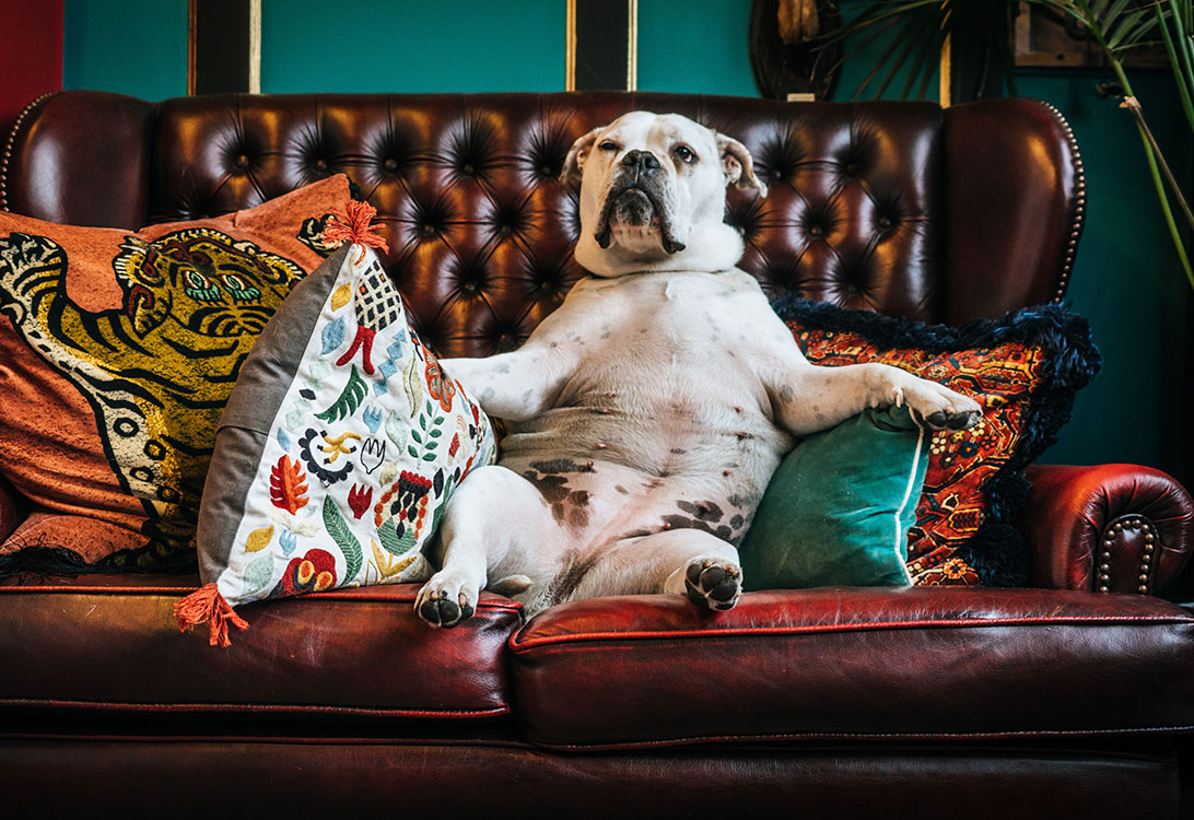 couch-dog