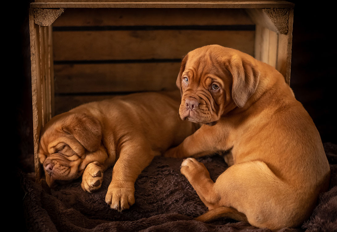 crate-dog