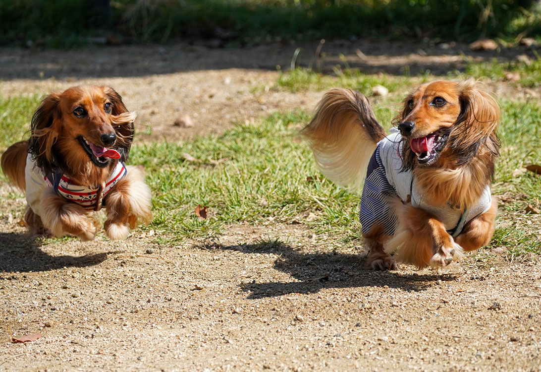 dachshund