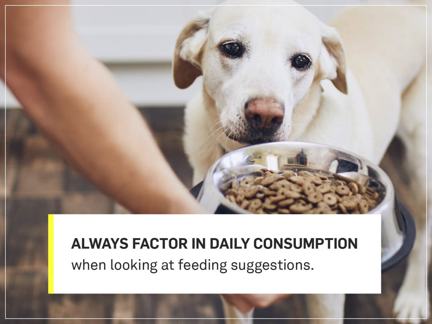 how long do i feed my puppy puppy food