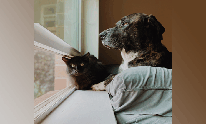 Dark cat and dog