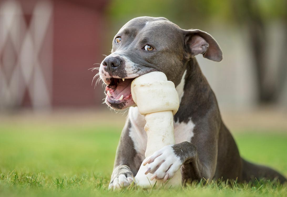 dog-bone-safety