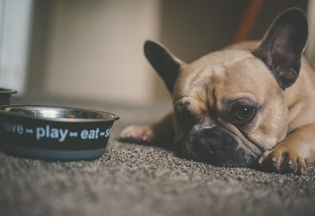 dog-bowl
