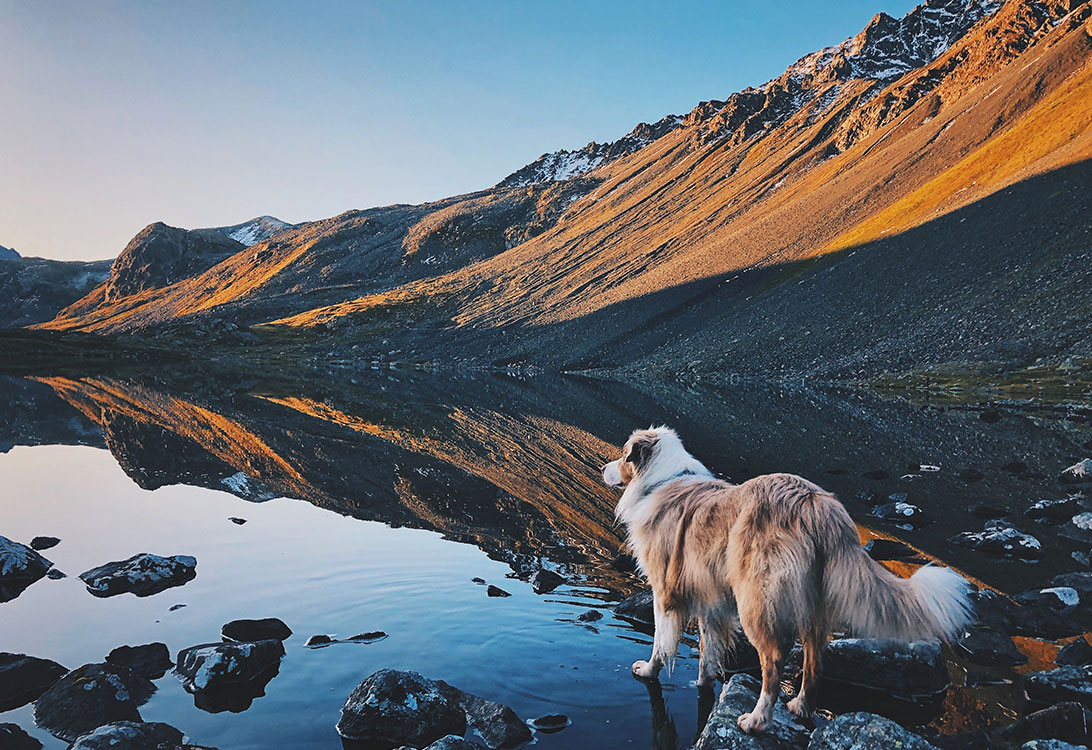 dog-lake