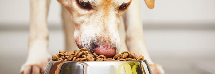 dog-nutrition